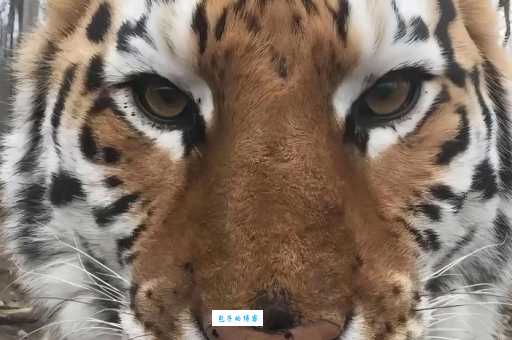 母老虎的意思究竟是啥？通俗解释让你明白