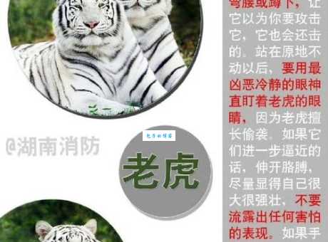 母老虎的意思究竟是啥？通俗解释让你明白