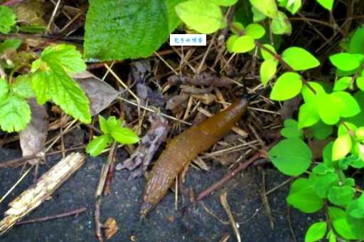 想知道曑怎么读?这里有详细读音讲解!