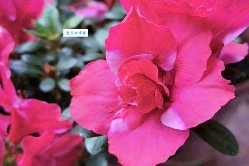 粉面含春的意思是什么？看完这篇全懂了