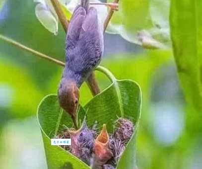 想知道鸦巢生凤的意思？这些要点别错过！