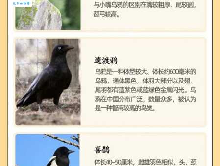 想知道鸦巢生凤的意思？这些要点别错过！