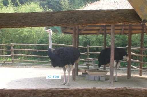 郑州鸵鸟园怎么玩?超全一日游攻略看这里!