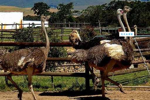 郑州鸵鸟园怎么玩?超全一日游攻略看这里!