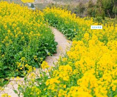 房山油菜花在哪里看最方便？推荐这几个免费又好看的地点！
