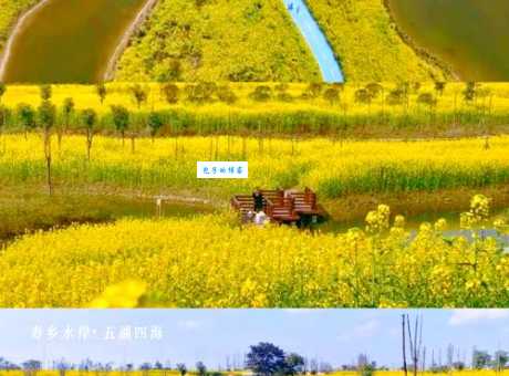 房山油菜花在哪里看最方便？推荐这几个免费又好看的地点！