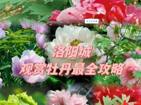 洛阳的市花到底是什么花？教你一招快速记住它！