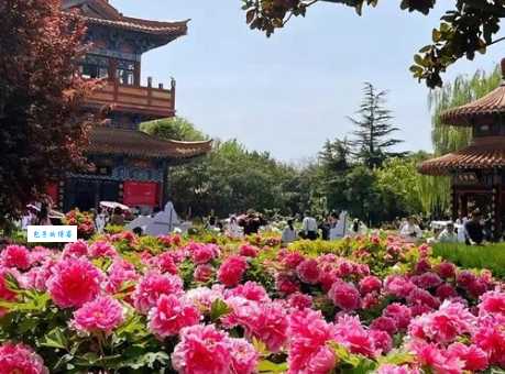 洛阳的市花到底是什么花？教你一招快速记住它！