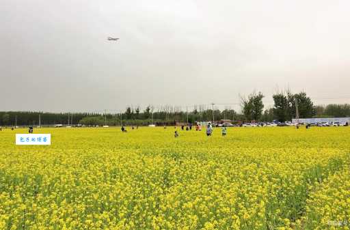 房山长沟油菜花游玩攻略！赏花必备的几个小技巧！