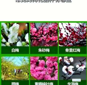 一枝春雪冻梅花寓意是什么？了解它的文化象征！