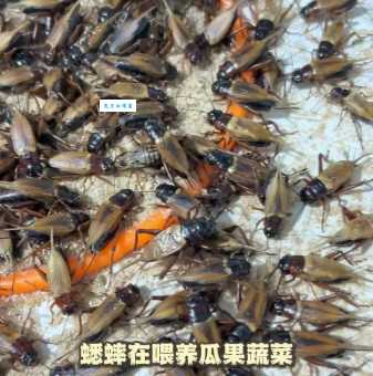 蟋蟀吃什么？这几种食物让它长得又大又壮！