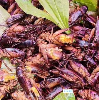 蟋蟀吃什么？这几种食物让它长得又大又壮！