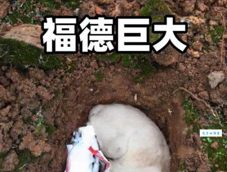 疑惑掘地三尺是什么动物？一文带你了解真相！