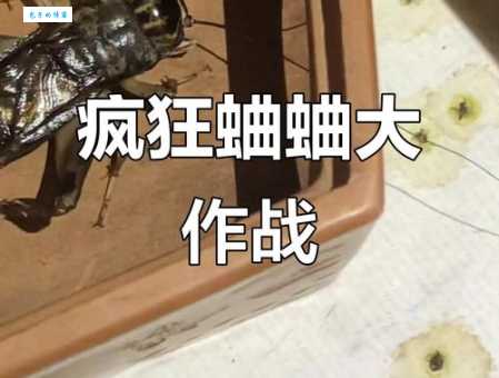 轻松猜出蟋蟀大战打一字，高手都在这里！