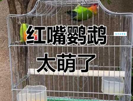 想知道红嘴绿鹦哥是什么菜吗?看完这篇你就懂了!