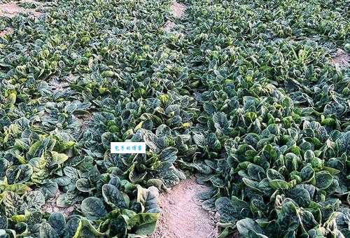 想知道红嘴绿鹦哥是什么菜吗?看完这篇你就懂了!