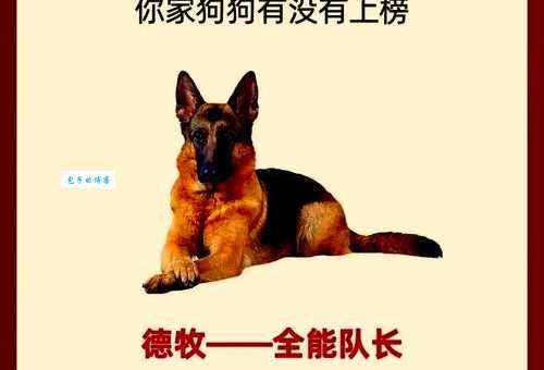 狗窦大开最正确一肖是什么?资深人士揭秘答案!