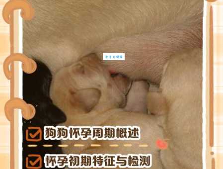 狗窦大开最正确一肖是什么?资深人士揭秘答案!