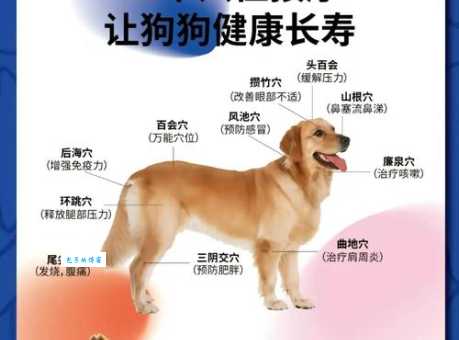 寻找狗血喷头最佳准确生肖？这里有详解！