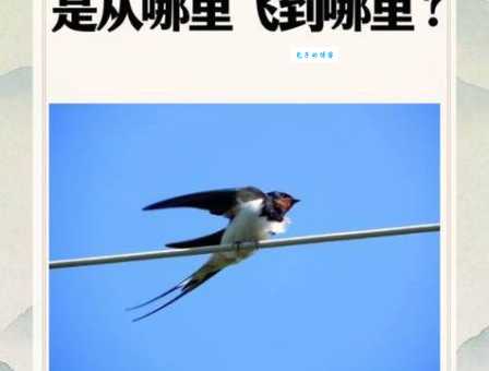 “身子轻如燕,飞在天地间”这谜底究竟是什么动物?