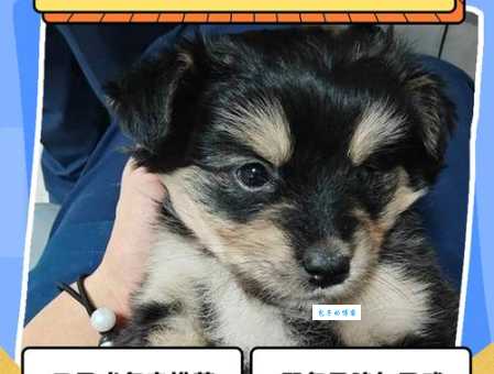 四川的狗打一字：想知道正确答案看这里！