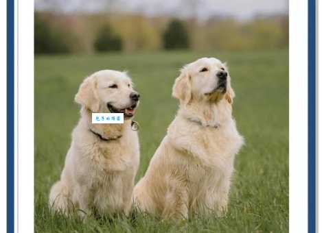 四川的狗打一字：想知道正确答案看这里！