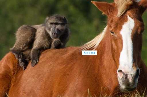 火烬炉冷平添意马心猿打一字,聪明人一眼就能看穿!