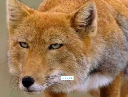 藏头露尾打一动物是什么？答案揭秘让你恍然大悟！