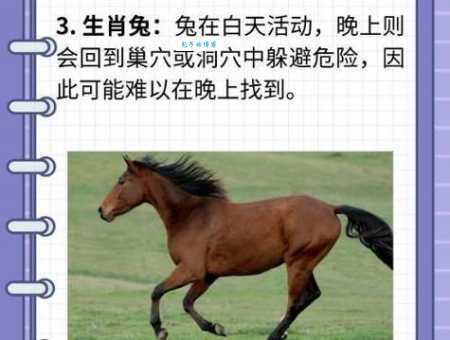 走南闯北是指什么生肖？答案藏在这篇文章里！