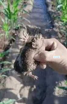 别再纠结了！东山再起打一准确动物正确答案在这里！