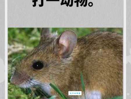 以旧换新打一准确动物的正确答案,原来就是它!