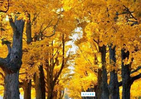 探寻秋水长天的意思是啥?带你感受诗意秋景!