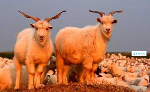 把在团体中起主导的人喻为领头羊对吗？看看权威解释！