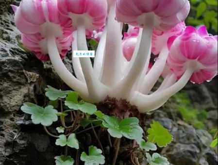 搞懂奇花异草中的异是什么意思，其实很简单！