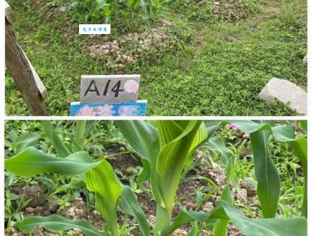 身长体壮不耕田正确答案是什么？原来这么简单