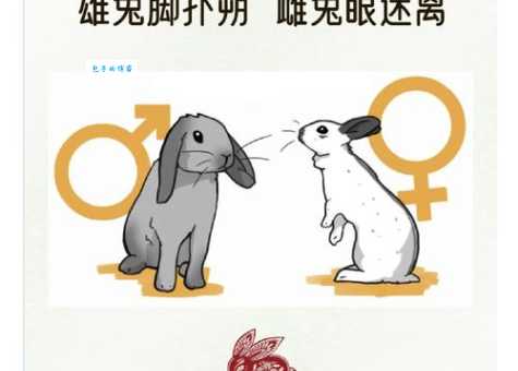 兔子耳朵打一字猜不出来?简单小技巧帮你轻松猜到!