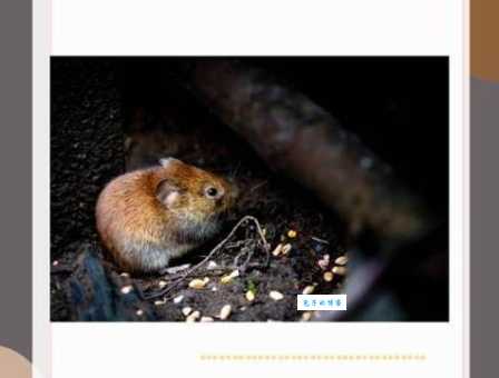 出神入化打一准确动物，原来是这种意想不到的它！