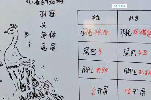 有凤凰而没有孔雀打一字?这个字你猜到了吗?