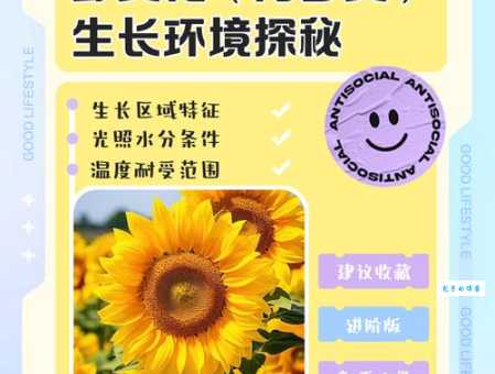 向日葵打一地名：很多人都不知道的谜底！