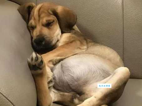 你知道鸡肠狗肚是什么意思吗？别再用错了！