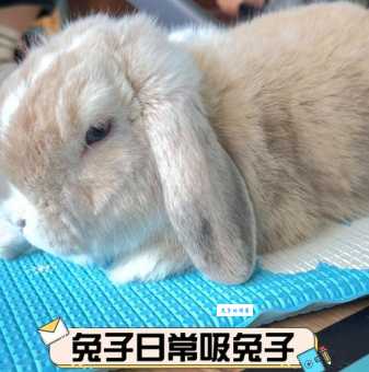 吸兔是什么意思啊？年轻人都爱用的梗你了解吗？