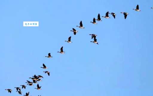 南雁北归是什么季节？原来是这两个时节的自然奇观！