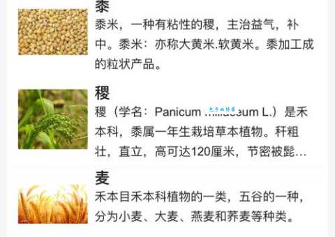 五谷中的菽是指大豆吗?别再搞错了它的身份