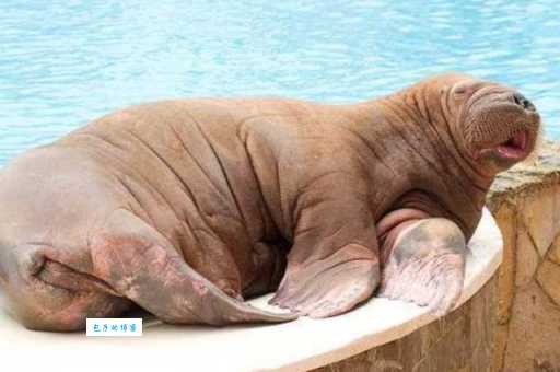 海洋中有瞌睡大王之称的是？这动物睡觉也太能了！