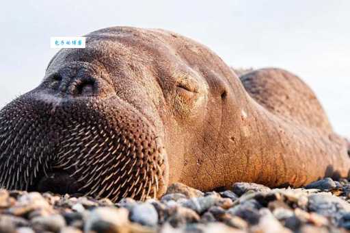 海洋中有瞌睡大王之称的是？这动物睡觉也太能了！