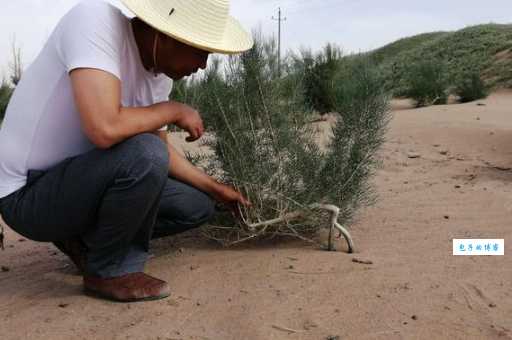 梭梭树拼音怎么读？简单方法帮你快速掌握！