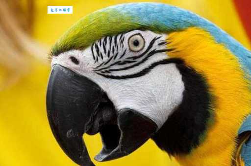 幽禽指的是什么？涨知识的时候到了！