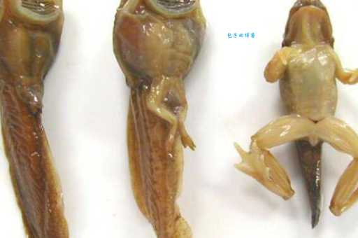 世界上最大的蝌蚪能变青蛙吗？专家为你解开谜团！