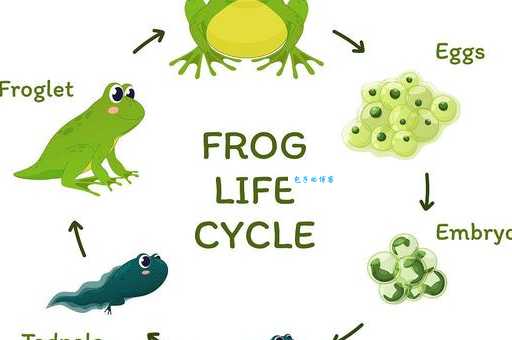 世界上最大的蝌蚪能变青蛙吗？专家为你解开谜团！