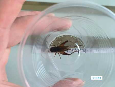 蟋蟀大战猜一个字怎么玩？高手教你轻松赢钱！